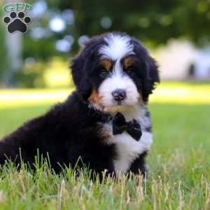 Rambo, Mini Bernedoodle Puppy